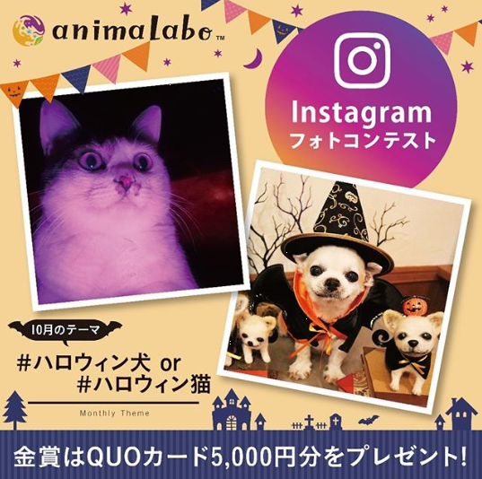 Halloween for Pets in Japan 2019