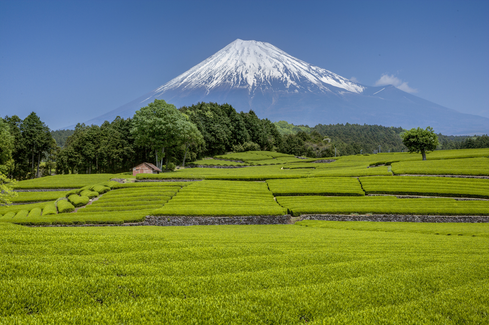 Tea Production in Japan