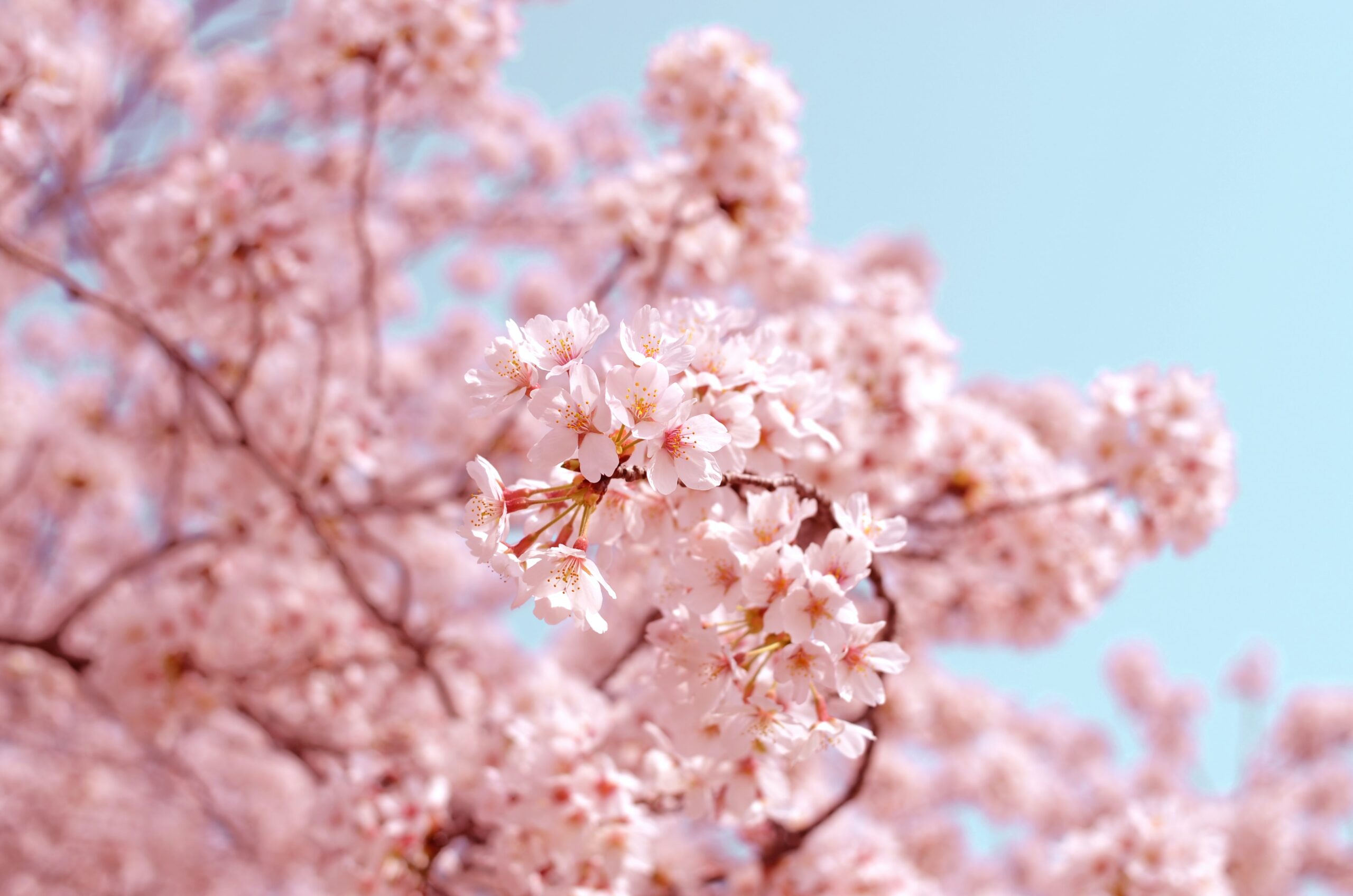 Cherry blossoms - a common image invoked in shinseikatsu new life support marketing campaigns.