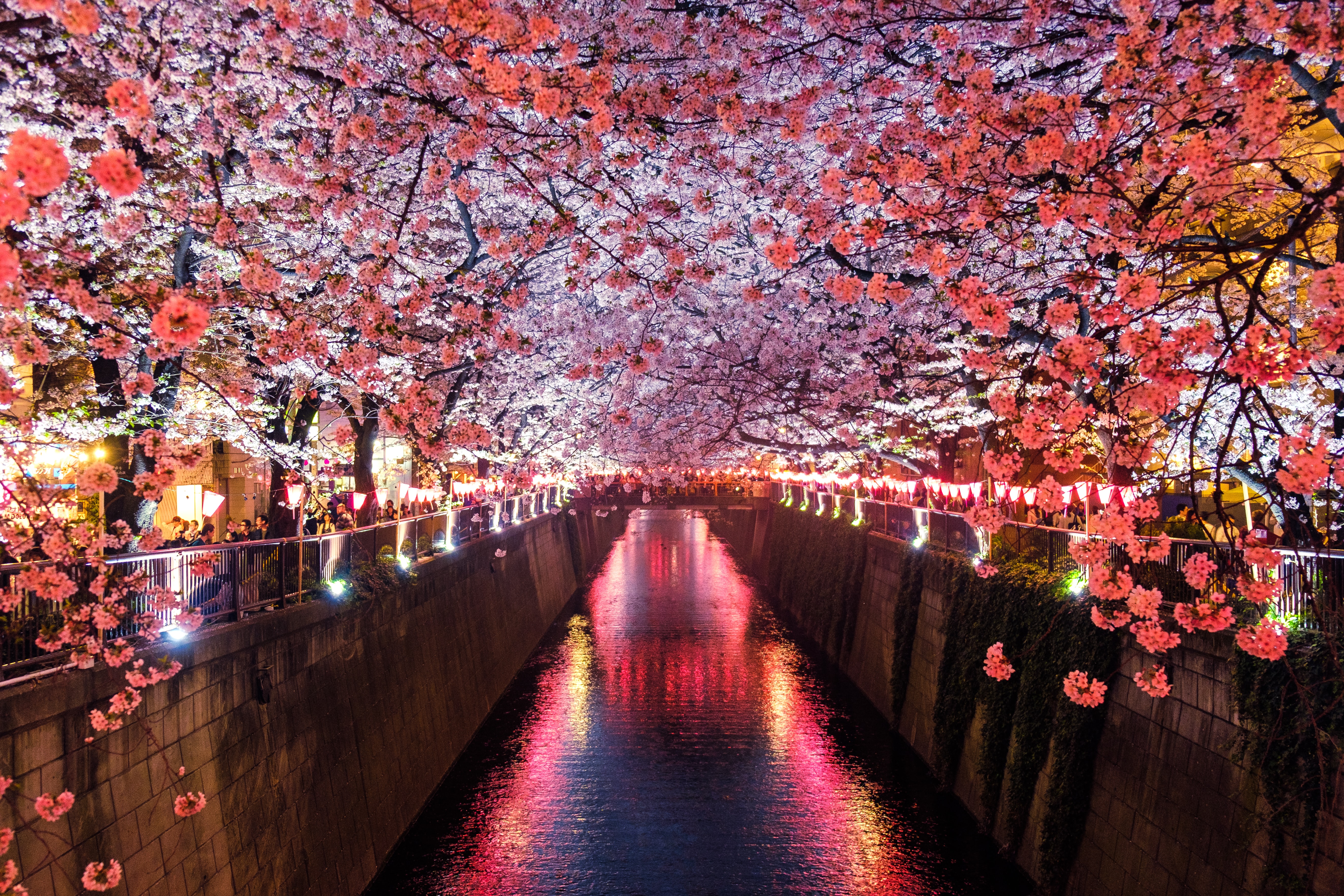 The Hanami Angle - How Can Your Business Fully “bloom” During Sakura  Season? - Tokyoesque