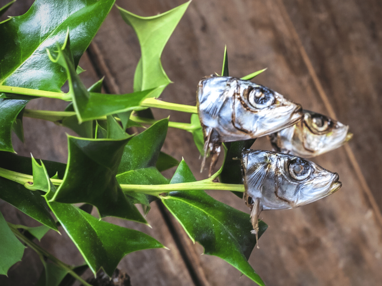Hiiragiiwashi - sardine heads stuck on holly branches.